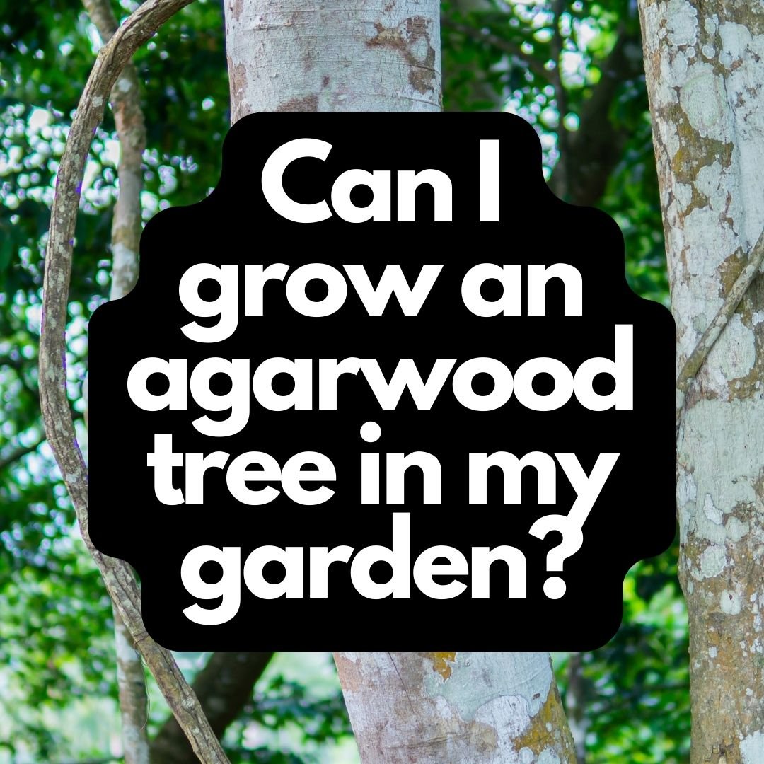 Can I grow an agarwood tree in my garden?