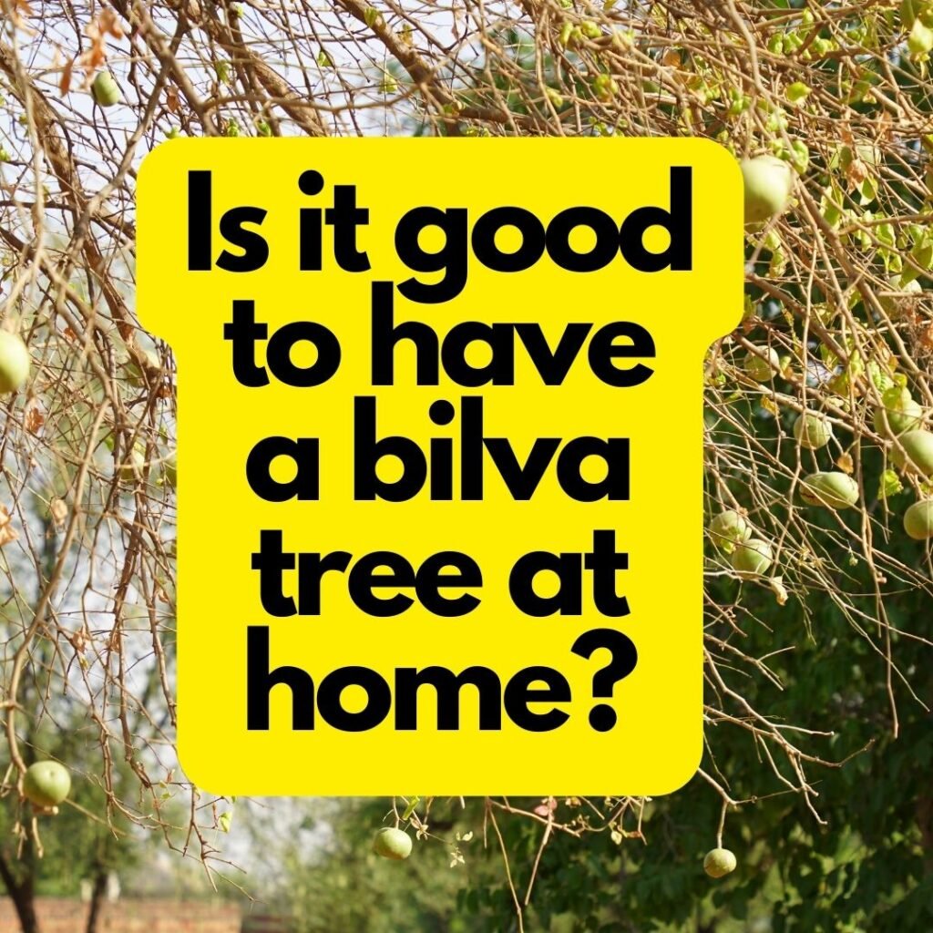 Is it good to have a bilva tree at home?