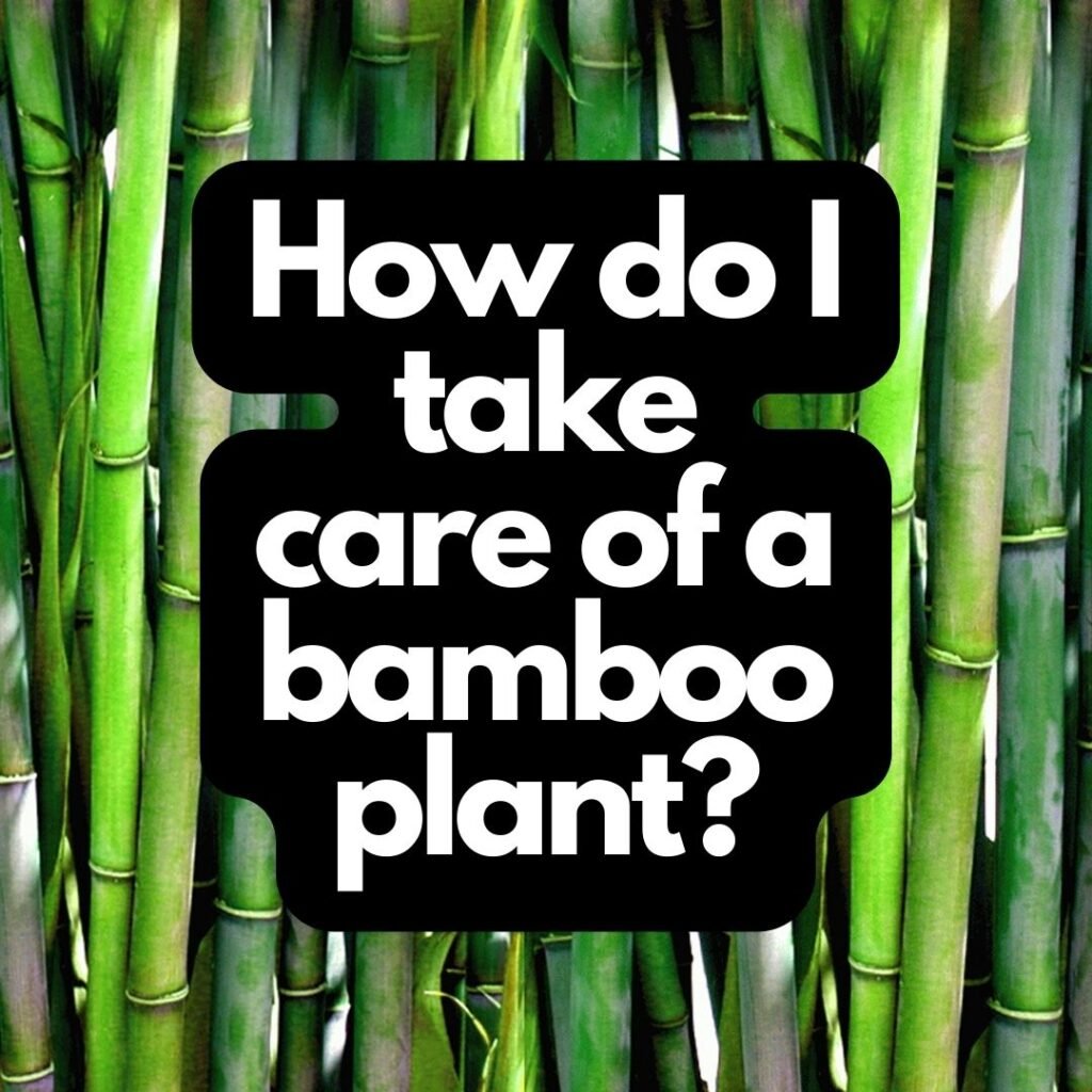 How do I take care of a bamboo plant?