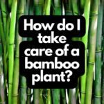 How do I take care of a bamboo plant?