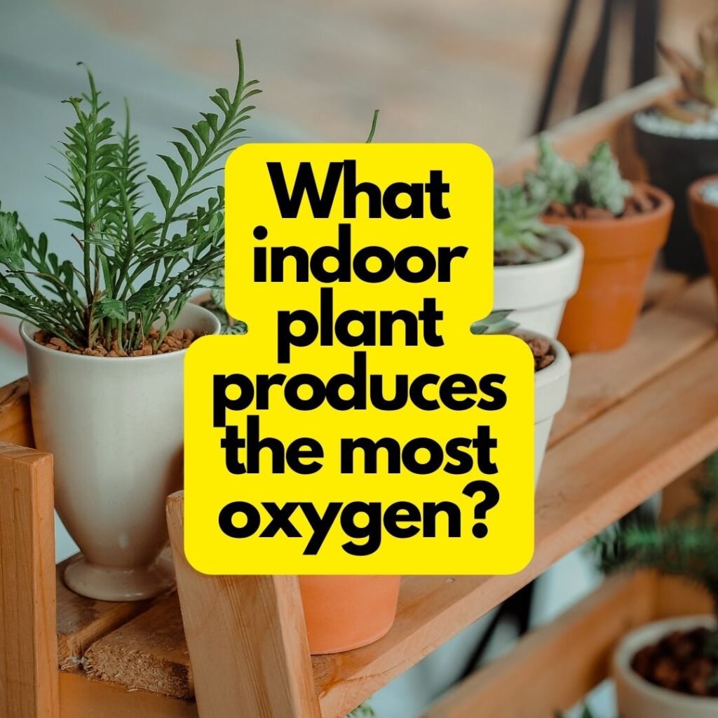 What indoor plant produces the most oxygen?