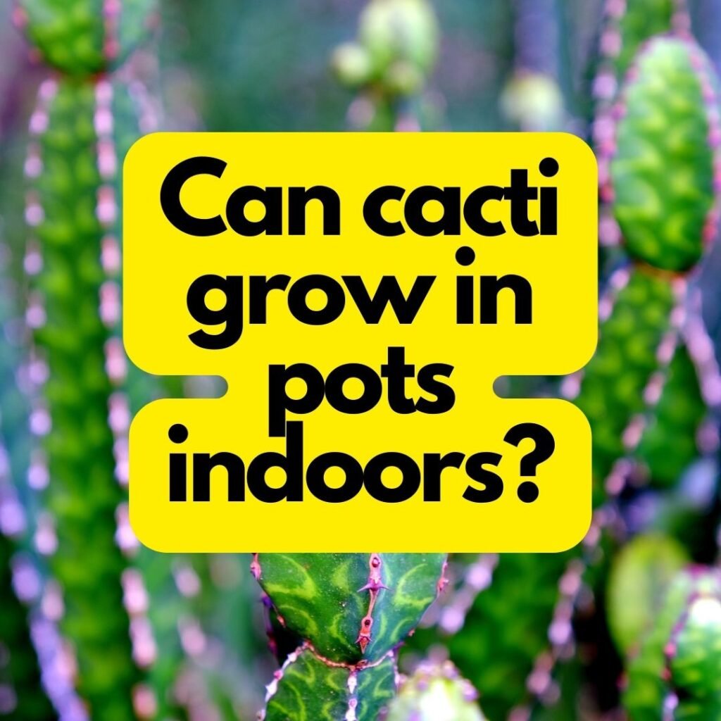 Can cacti grow in pots indoors?