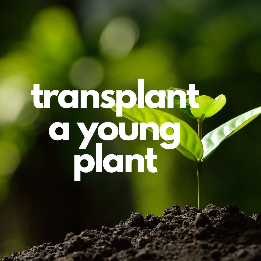 transplant a young plant