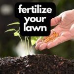 fertilize your lawn