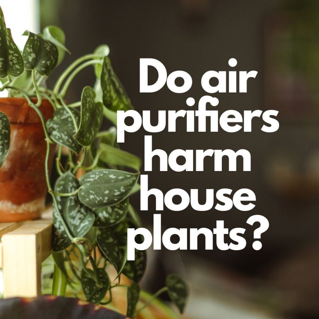 Do air purifiers harm house plants?