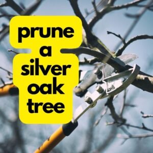 prune a silver oak tree