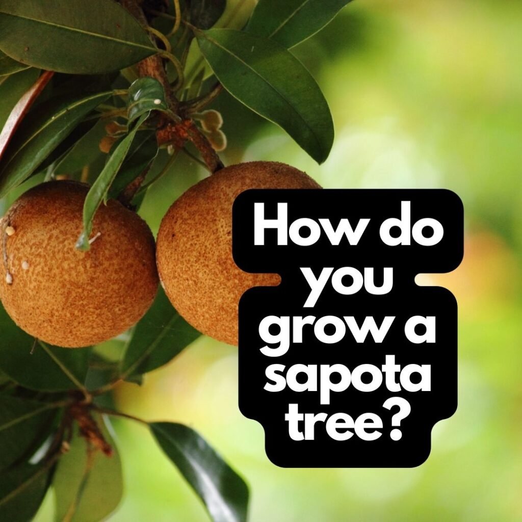 How do you grow a sapota tree?