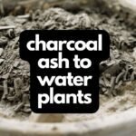 charcoal ash to water plants