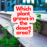 Which plant grows in the desert area?