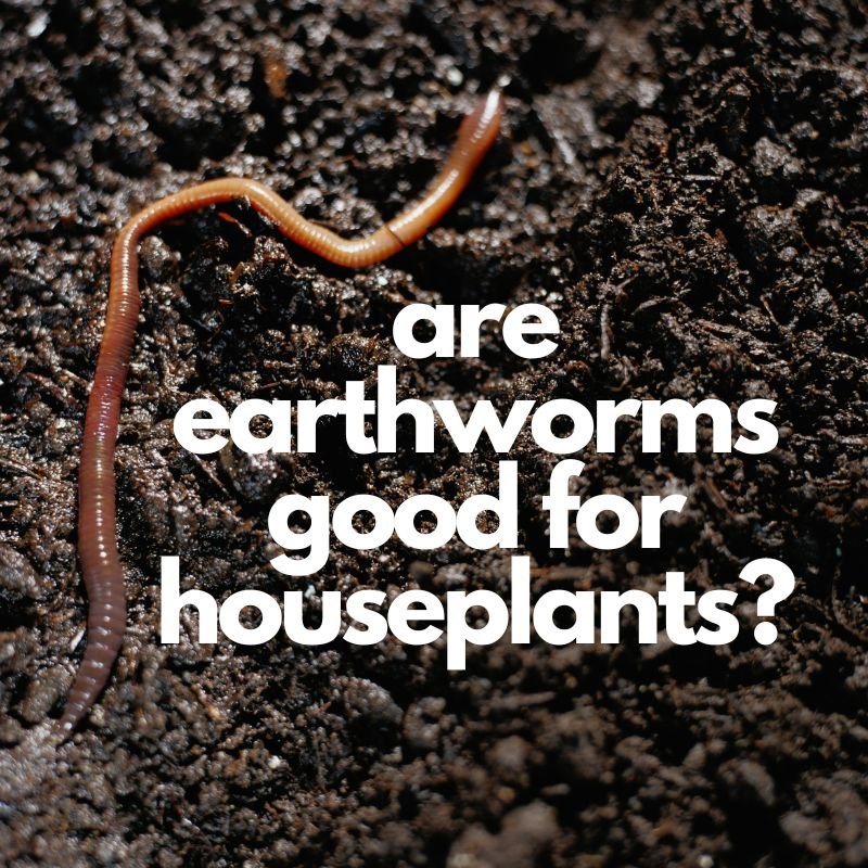 are earthworms good for houseplants?