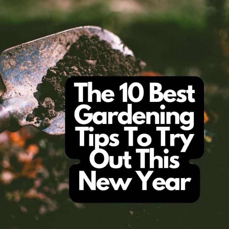Best Gardening Tips