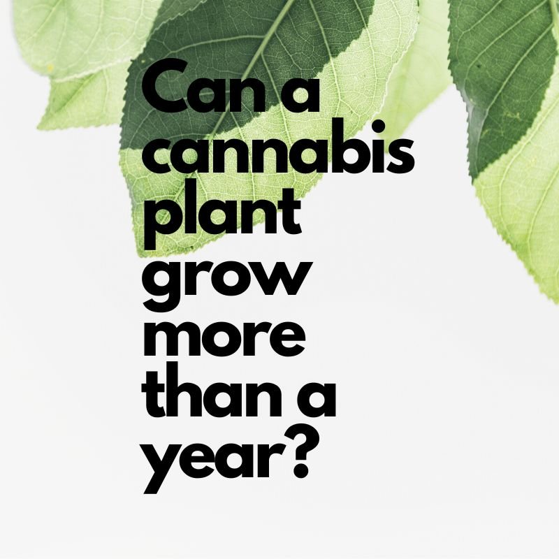 Can a cannabis plant grow for more than a year?