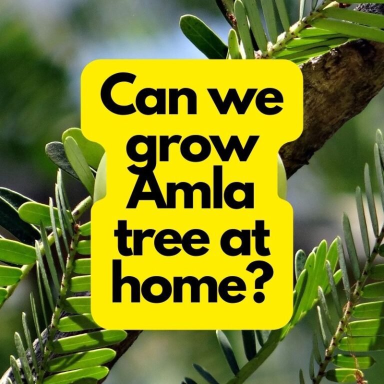 Can we grow an Amla tree at home?