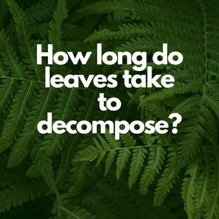 How long do leaves take to decompose?