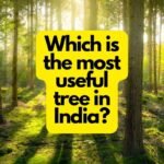 Which is the most useful tree in India?