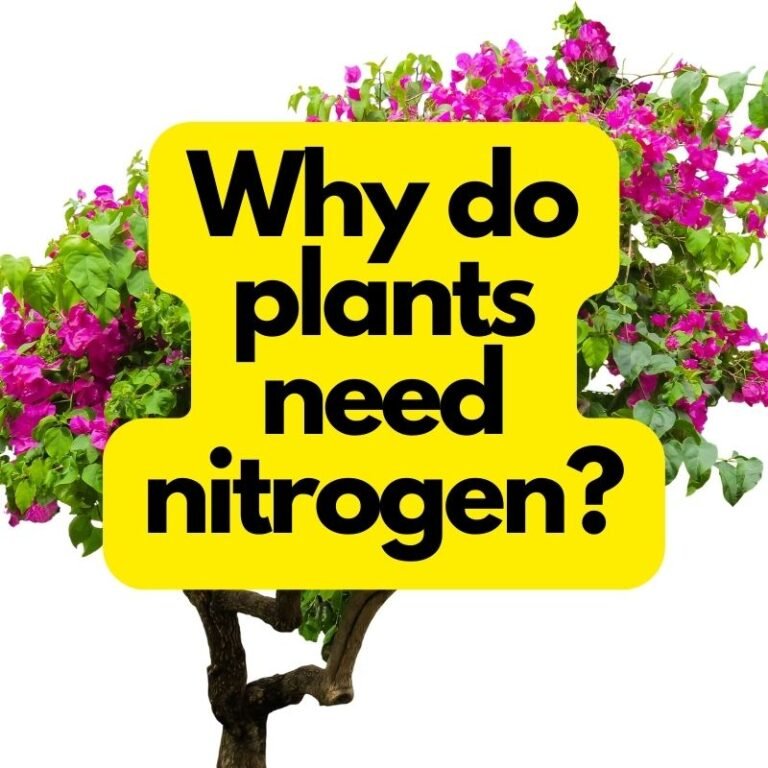 Why do plants need nitrogen?