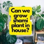 Can we grow the Shami plant in-house?