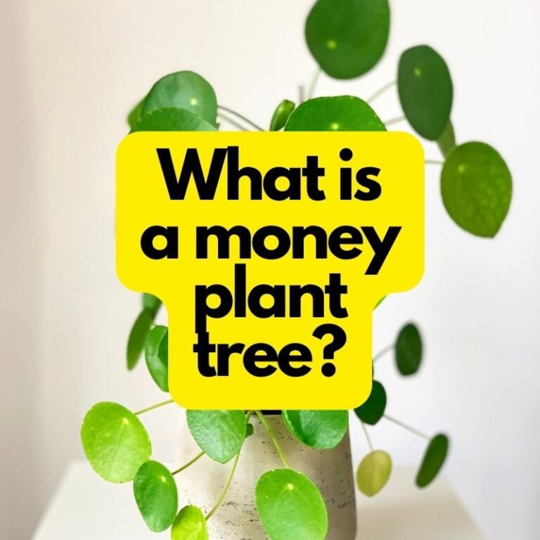 What is a money plant tree?