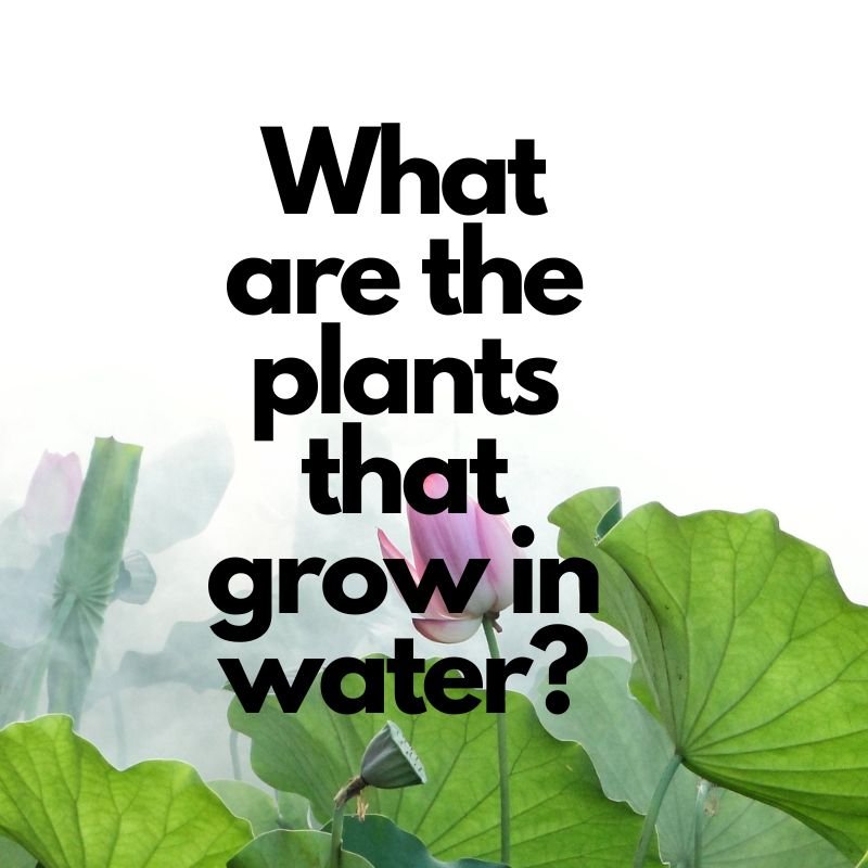 What are the plants that grow in water?