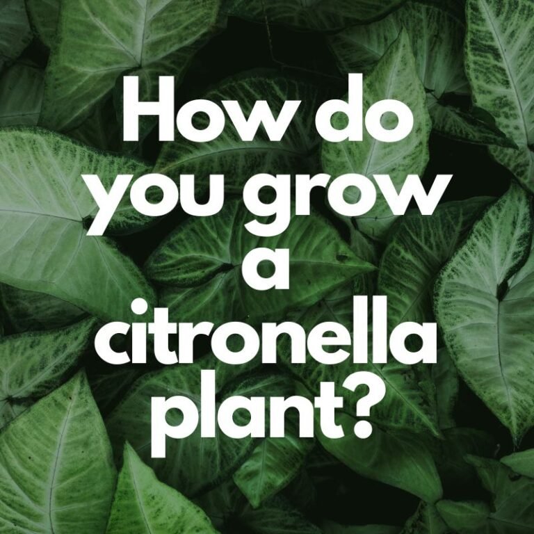 How do you grow a citronella plant?