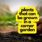 plants that can be grown in a corner garden