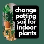 change potting soil for indoor plants
