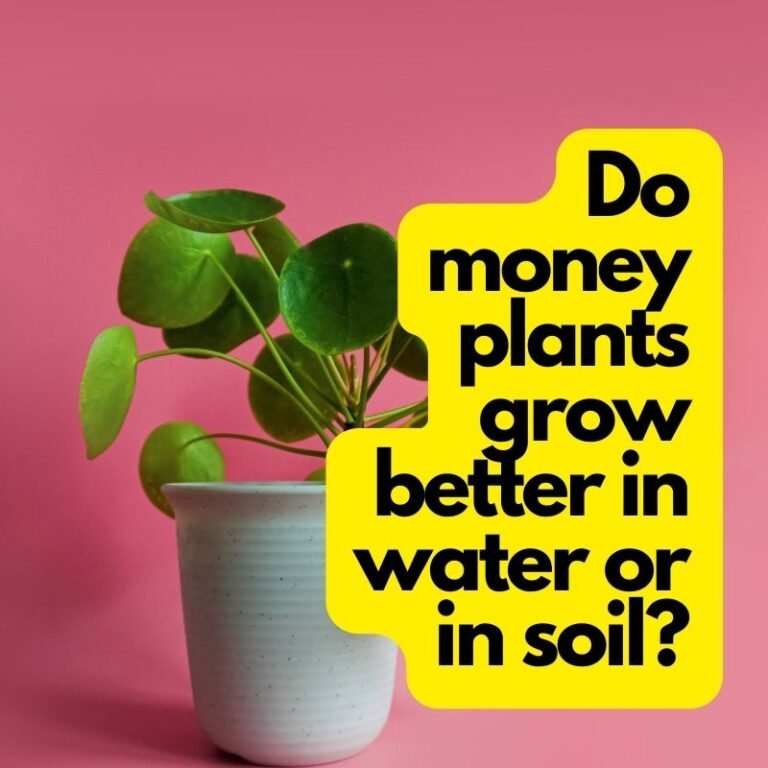 Do money plants grow better in water or in soil?