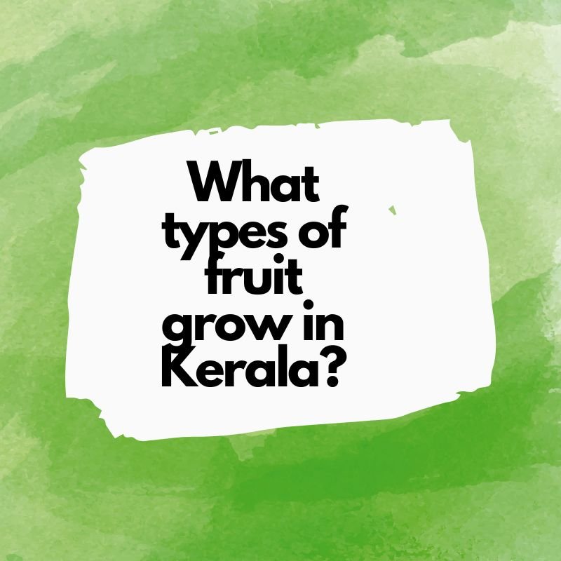 What types of fruit grow in Kerala?