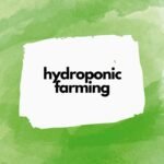 hydroponic farming