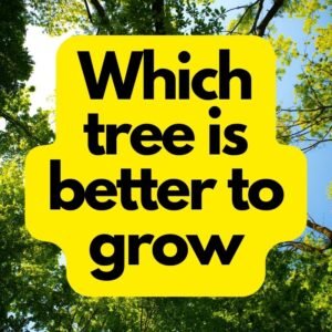Which tree is better to grow