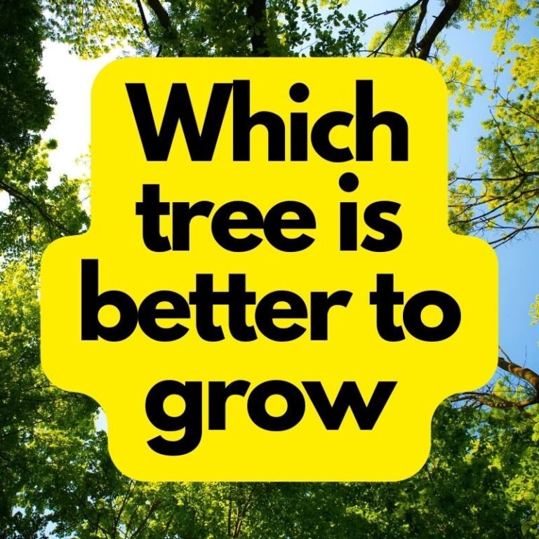 Which tree is better to grow