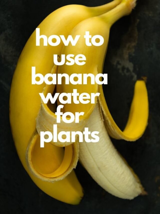 how to use banana water for plants