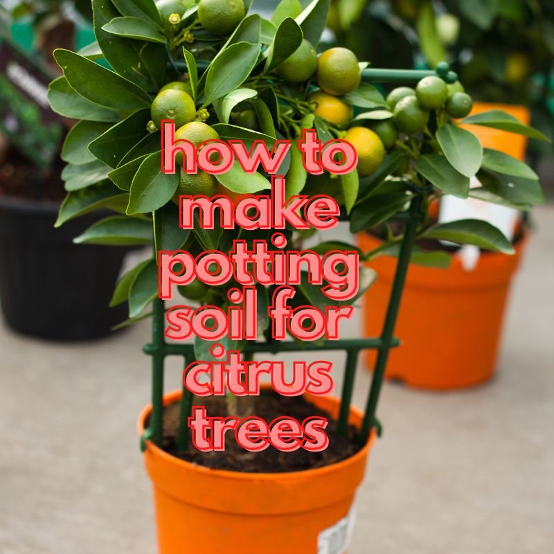 how to make potting soil for citrus trees