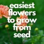 easiest flowers to grow from seed