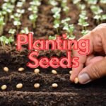 Planting Seeds