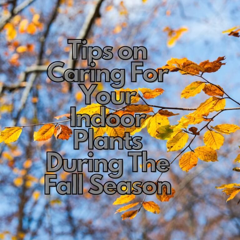 Caring For Your Indoor Plants