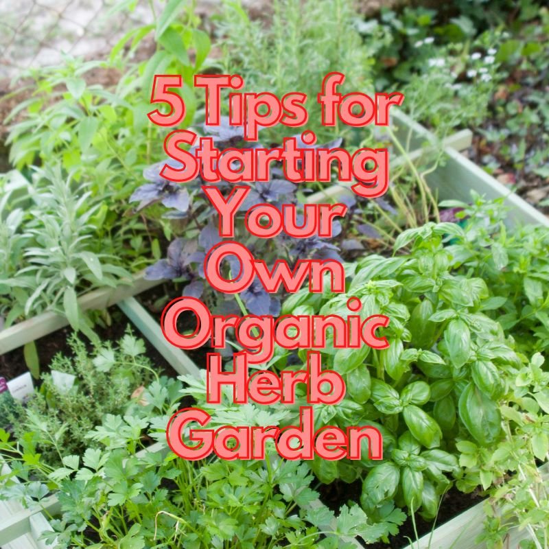 5 Tips for Starting Your Own Organic Herb Garden