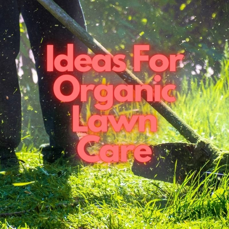 Ideas For Organic Lawn Care