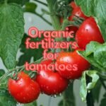 Organic fertilizers for tomatoes