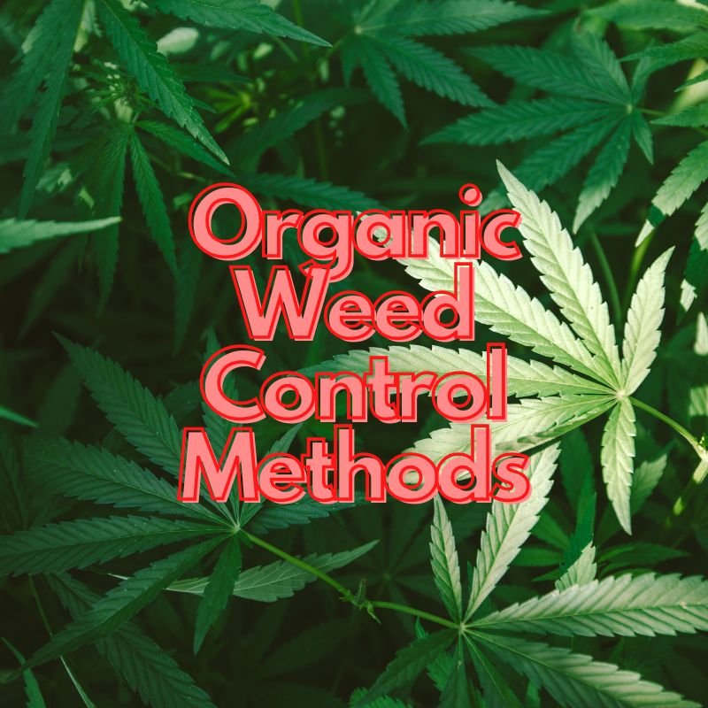 Organic Weed Control Methods