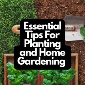 Planting and Home Gardening
