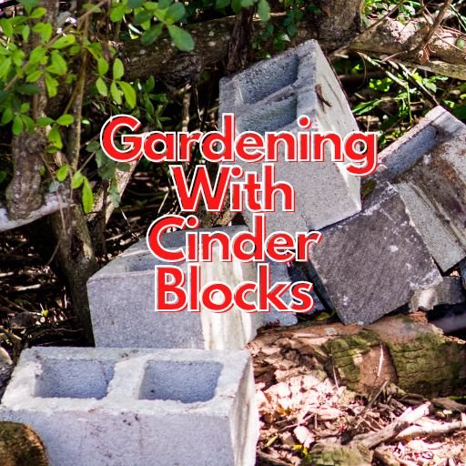Gardening With Cinder Blocks