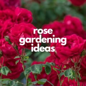 rose gardening ideas