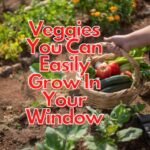 Veggies You Can Easily Grow