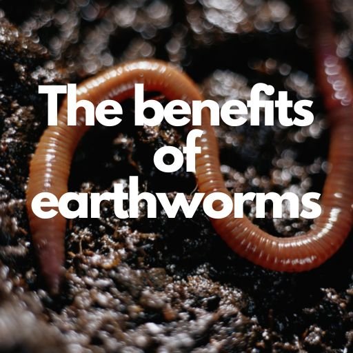 The benefits of earthworms