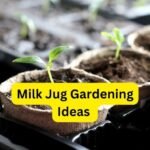 Milk Jug Gardening Ideas