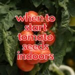 when to start tomato seeds indoors