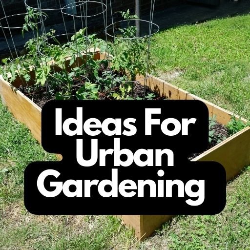 Ideas For Urban Gardening
