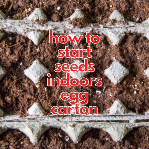how to start seeds indoors egg carton