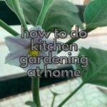 how to do kitchen gardening at home